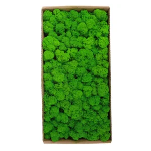 1500g-Simulation-Plants-Eternal-Life-Moss-Garden-Home-Decor-Wall-DIY-Flower-Material-Mini-Garden-Micro-1.webp