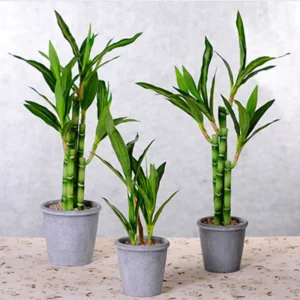 New-40cm-rFtificial-Lucky-Bamboo-Succulent-Fake-Plant-Flower-Green-Potted-Garden-Outdoor-Dining-Table-Fish-1.webp