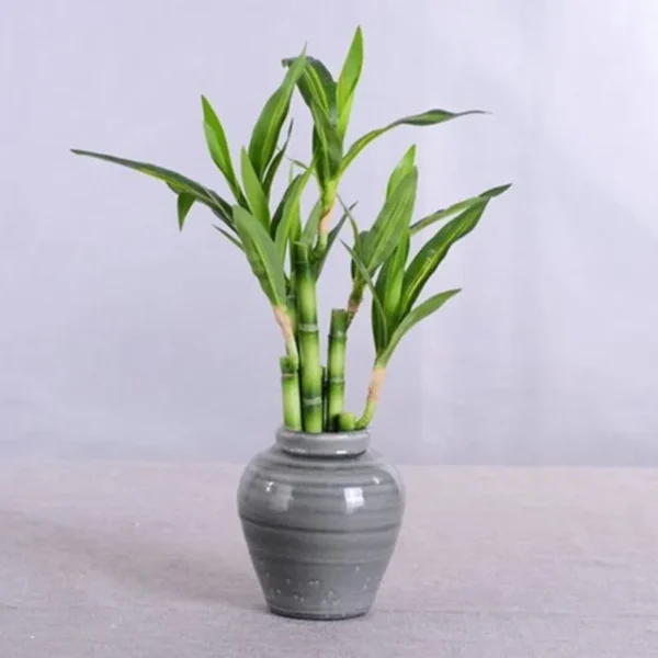 New 40cm rFtificial Lucky Bamboo Succulent Fake Plant Flower Green Potted Garden Outdoor Dining Table Fish Tank Home Decoration