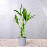 New 40cm rFtificial Lucky Bamboo Succulent Fake Plant Flower Green Potted Garden Outdoor Dining Table Fish Tank Home Decoration